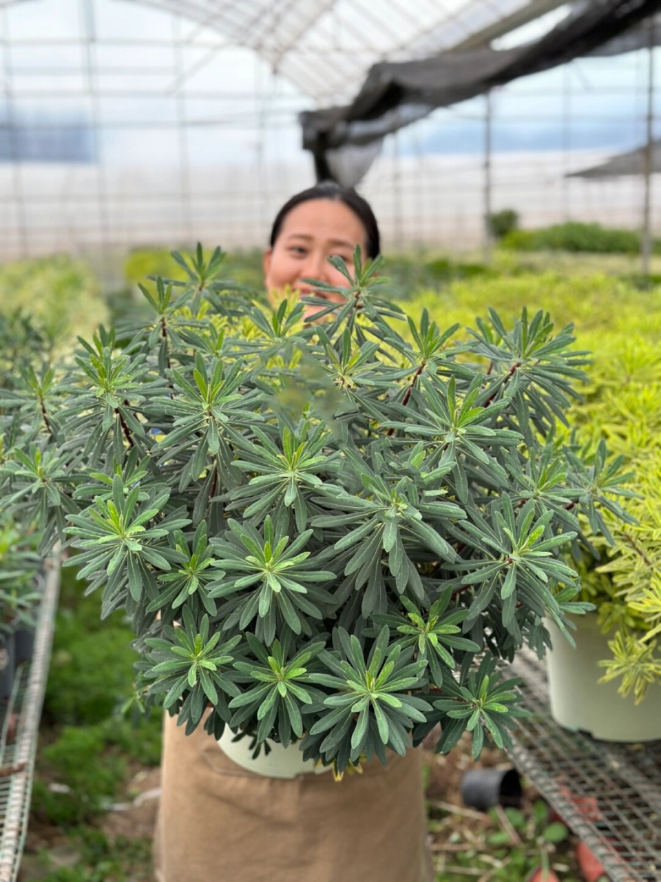 常绿耐寒大戟  常绿耐寒大戟是一种非常漂亮的植物99!