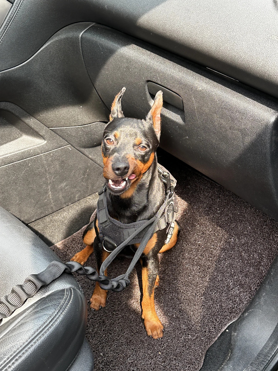 傻狗三连拍   今天和朋友出去玩,他家这只狗狗是一只迷你宾莎犬.