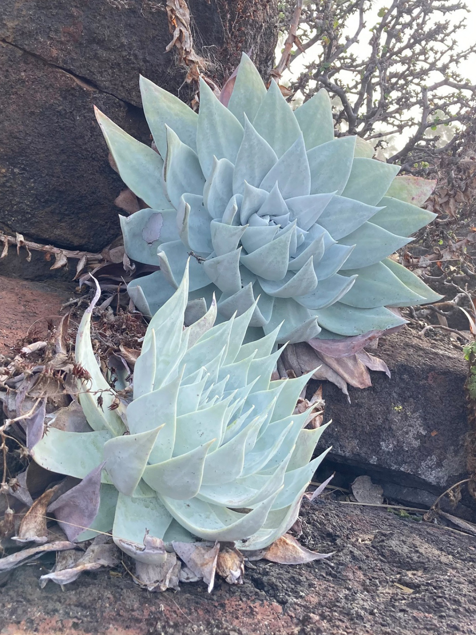 野外环境下的仙女杯多肉丨布瑞东尼  中文名:布瑞东尼97 拉丁文名