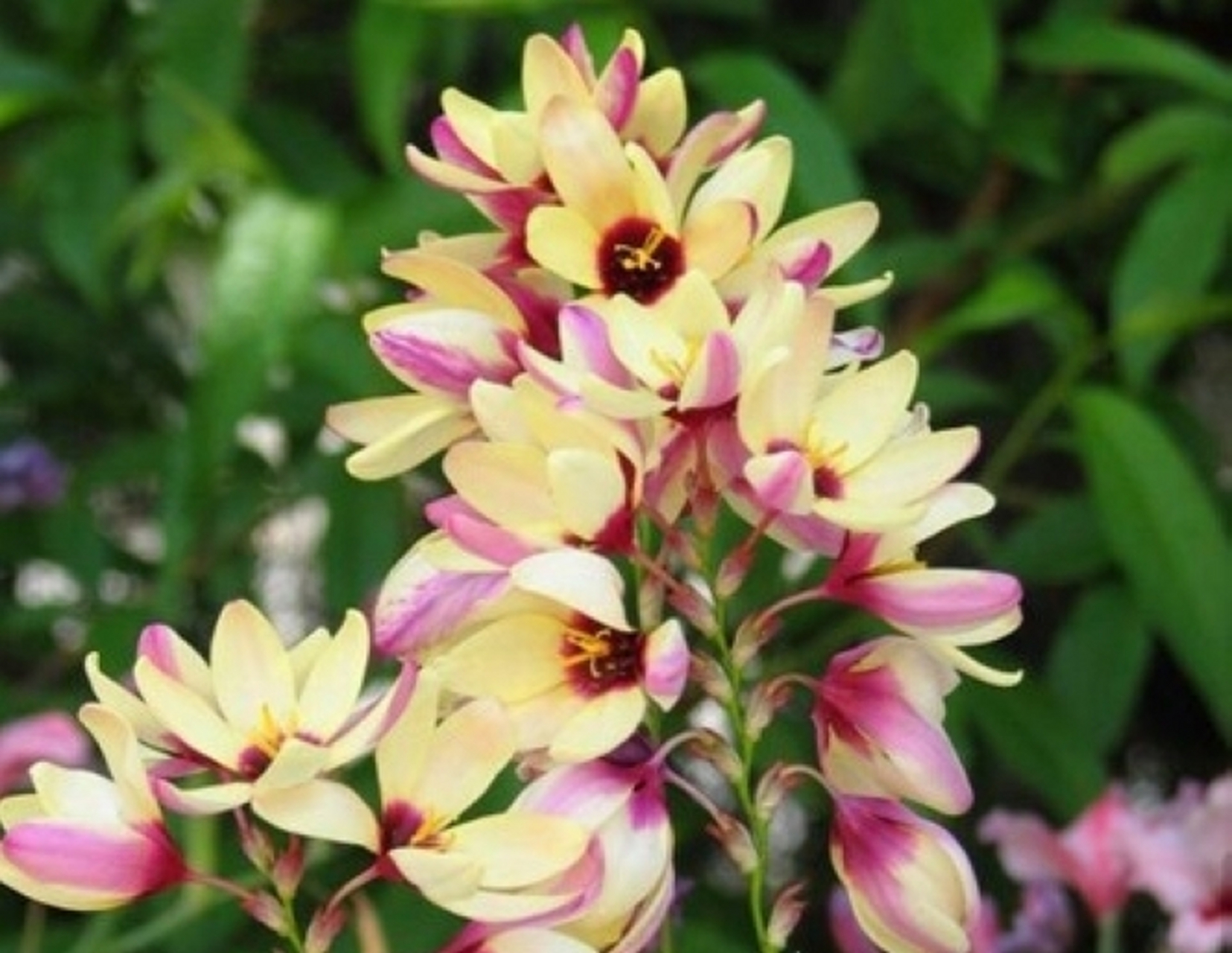 玉米百合,又称玉米兰,是一种多年生草本植物,属于百合科.