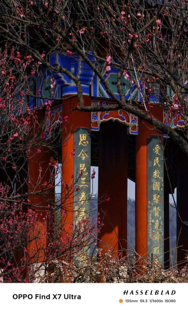 摄影构图|南京梅花山  "城南小陌又逢春,又是一年梅花开.