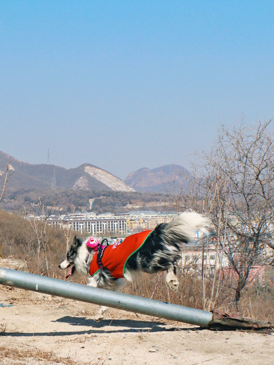 旷野之犬图片