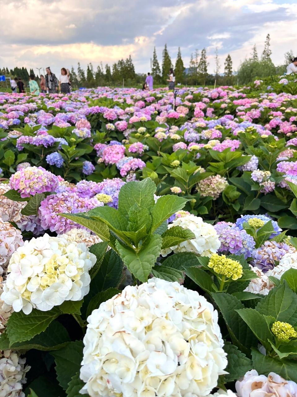 99不敢相信,这片绣球花海真的在昆明!