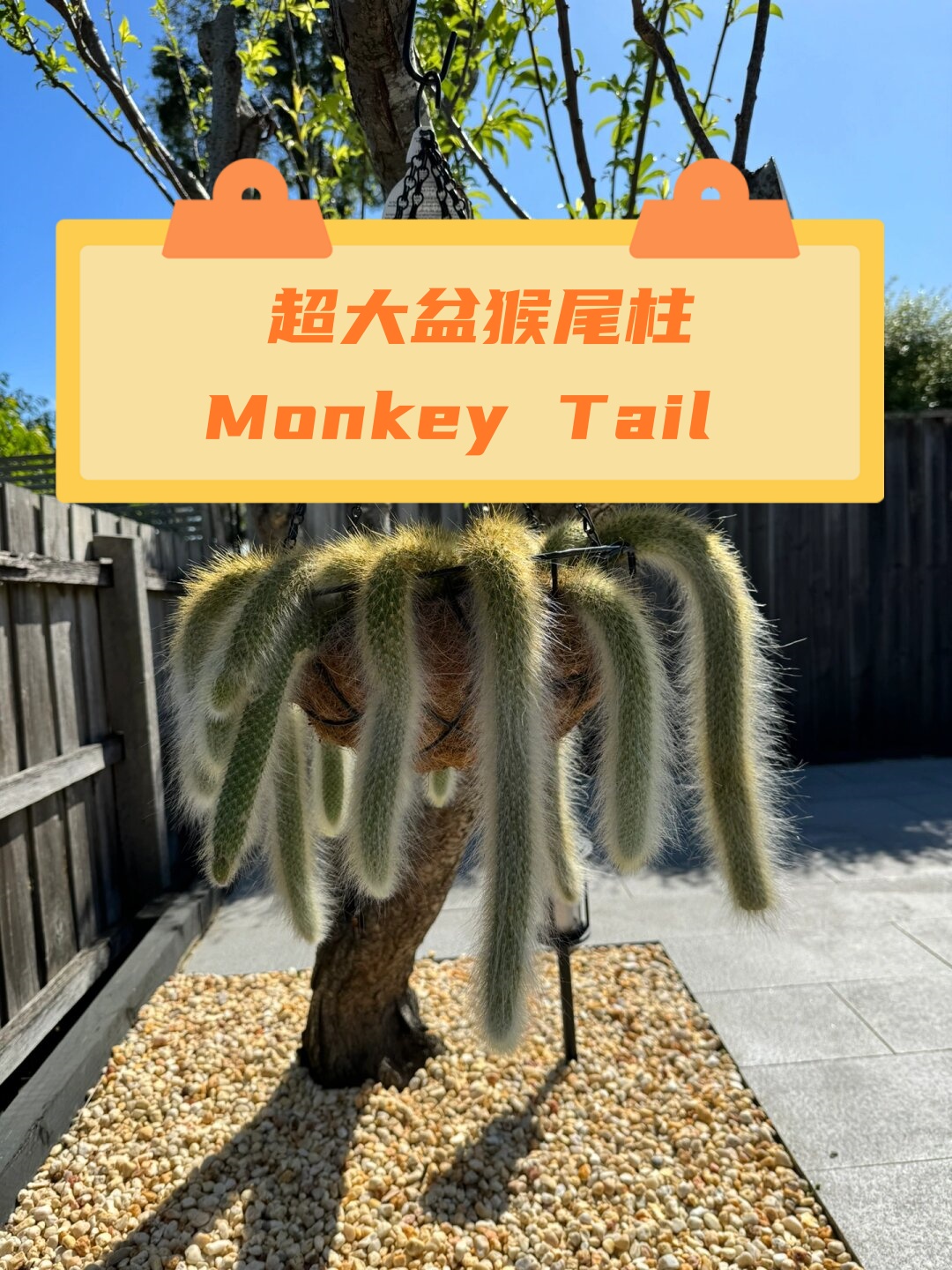 超大盆猴尾柱monkey tail