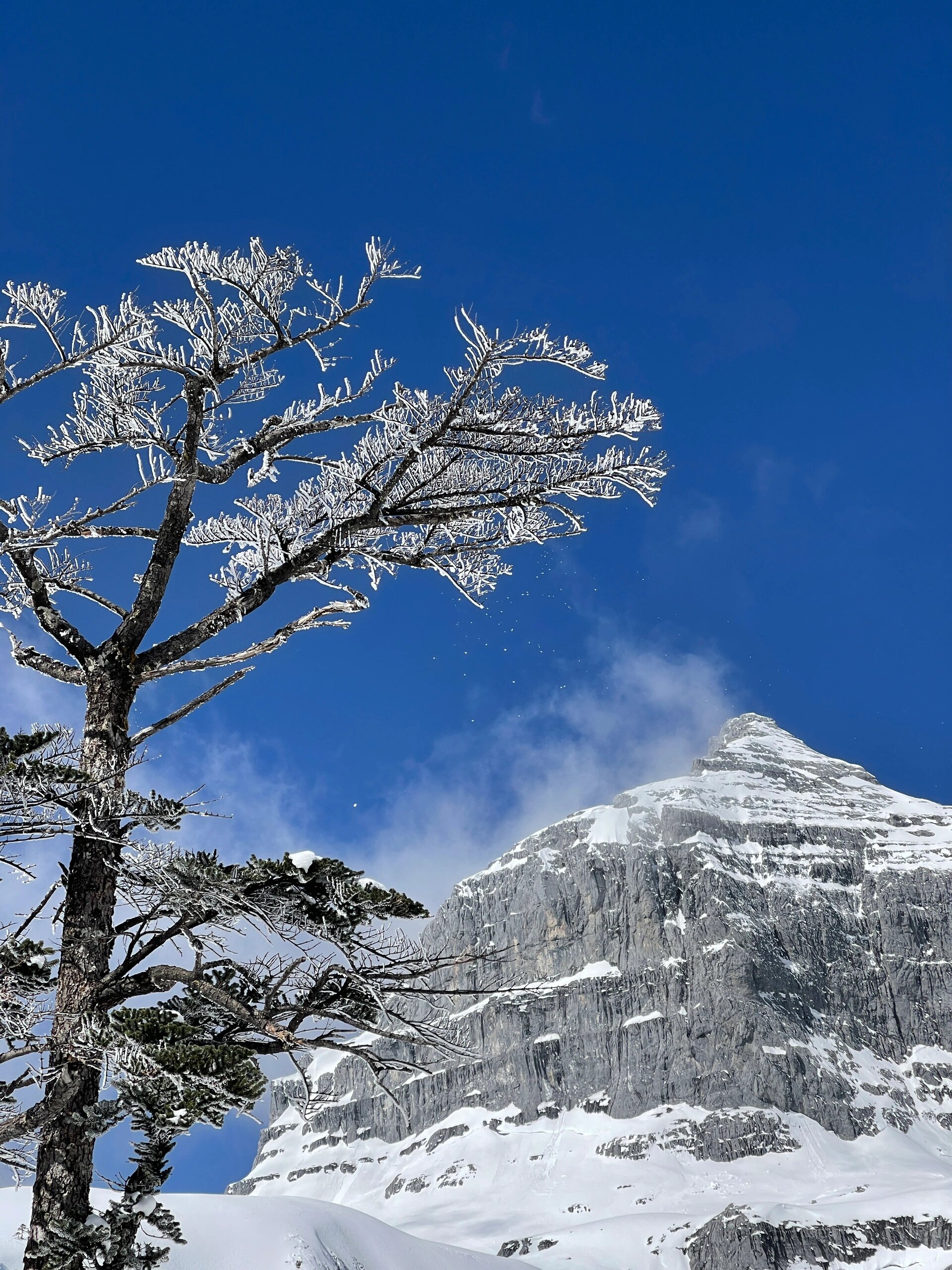 皑皑白雪天地为霜图片