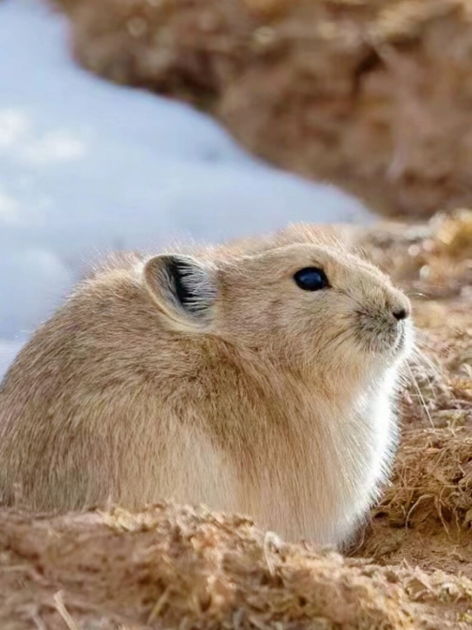 11566 高原鼠兔还有个别名,叫黑辰鼠免,它可是兔形目鼠兔科鼠兔