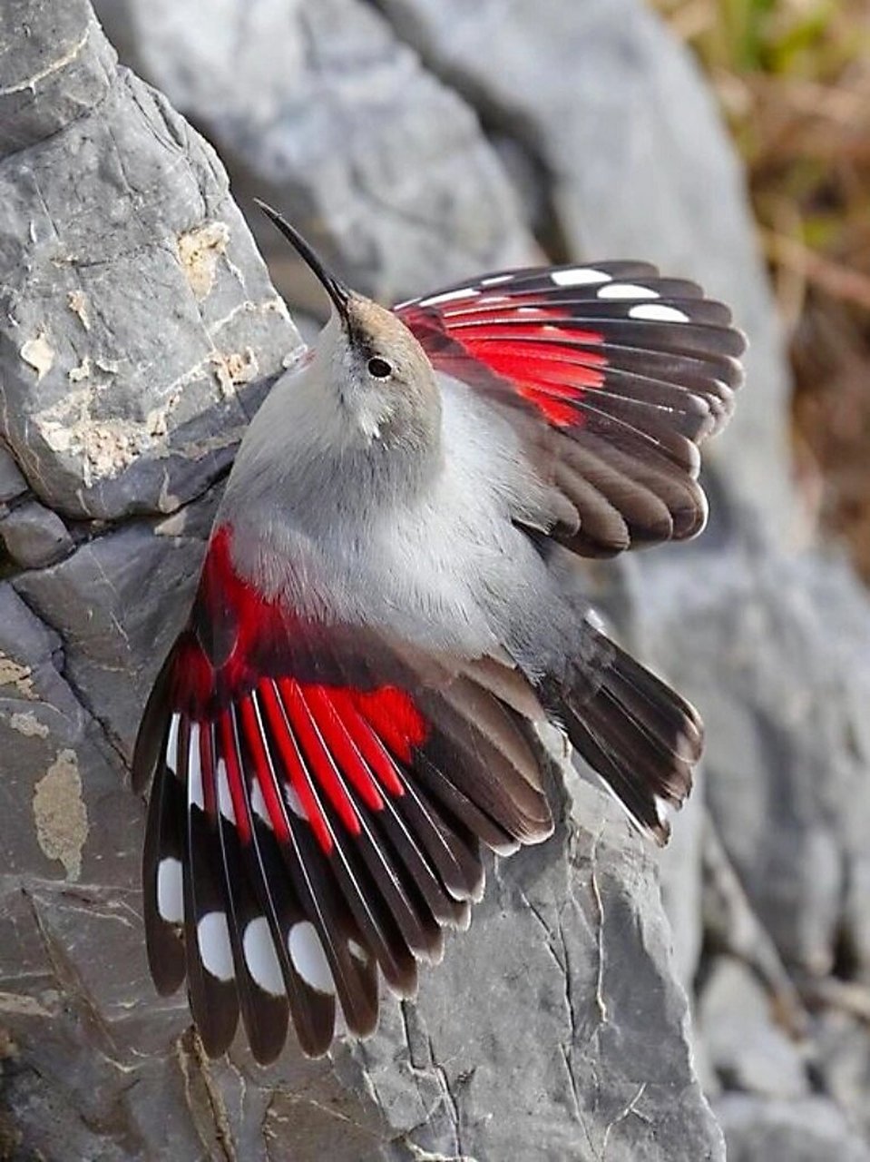 每天认识一种神奇动物悬崖上的蝴蝶鸟  在陡峭的悬崖上,生活着一种