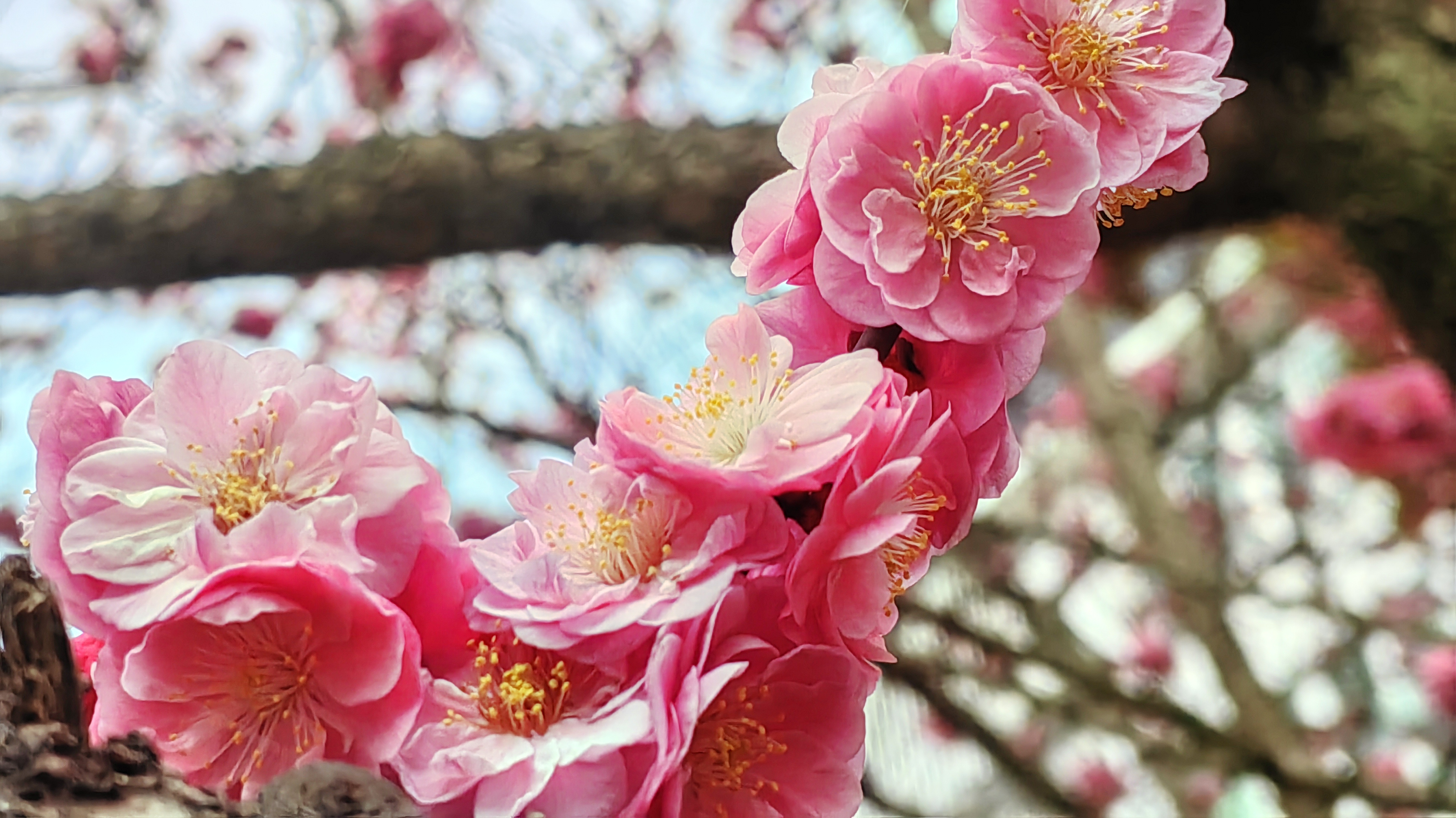 梅花图片大自然风景图图片