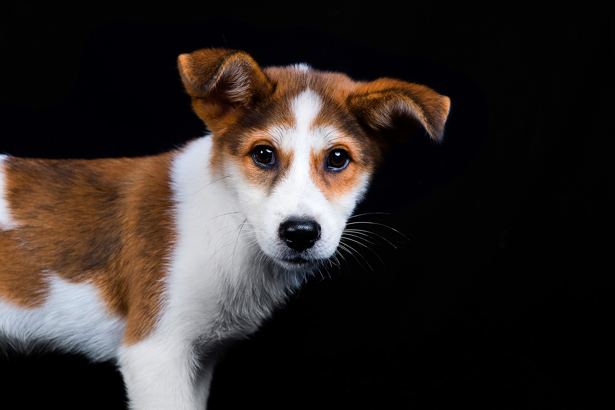 怎么判断狗得了犬瘟?这些症状你要多注意