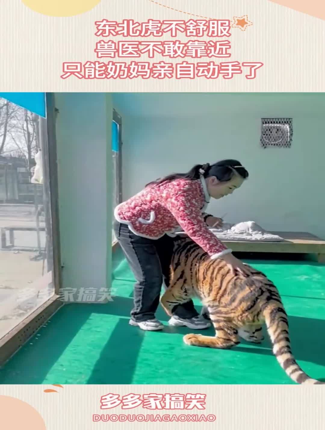 东北虎不舒服,兽医不敢靠近,只能奶妈亲自动手了!