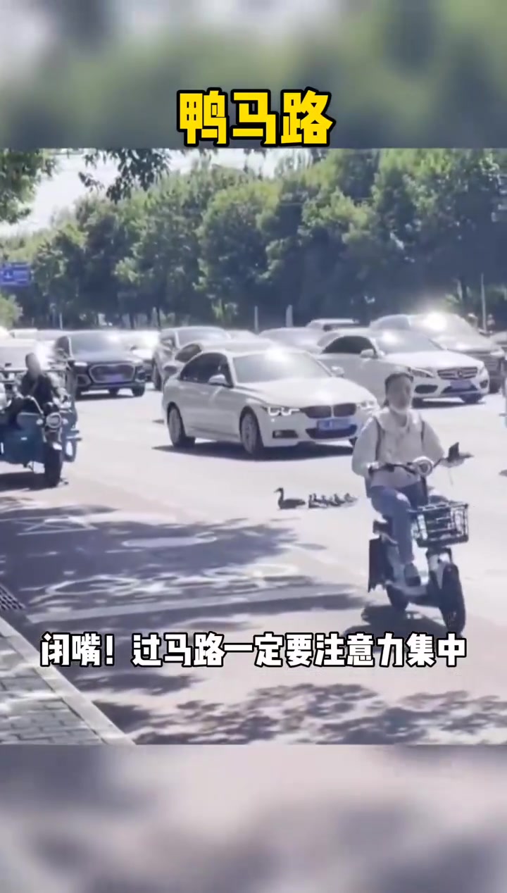 鸭妈妈领着孩子们这是压马路呢,还知道躲车遵守交通规则呢