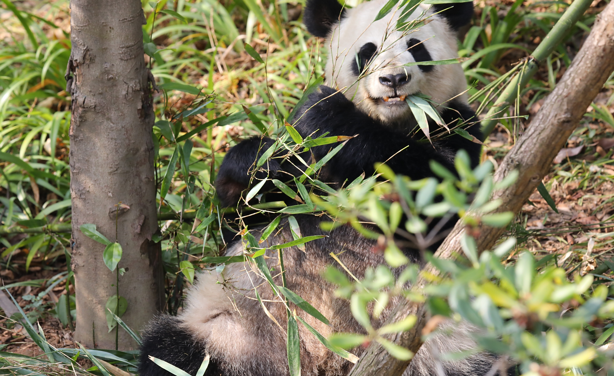 大熊猫娅星, 漂亮的妈妈, 一边吃饭一边睡觉觉, 安逸的很.