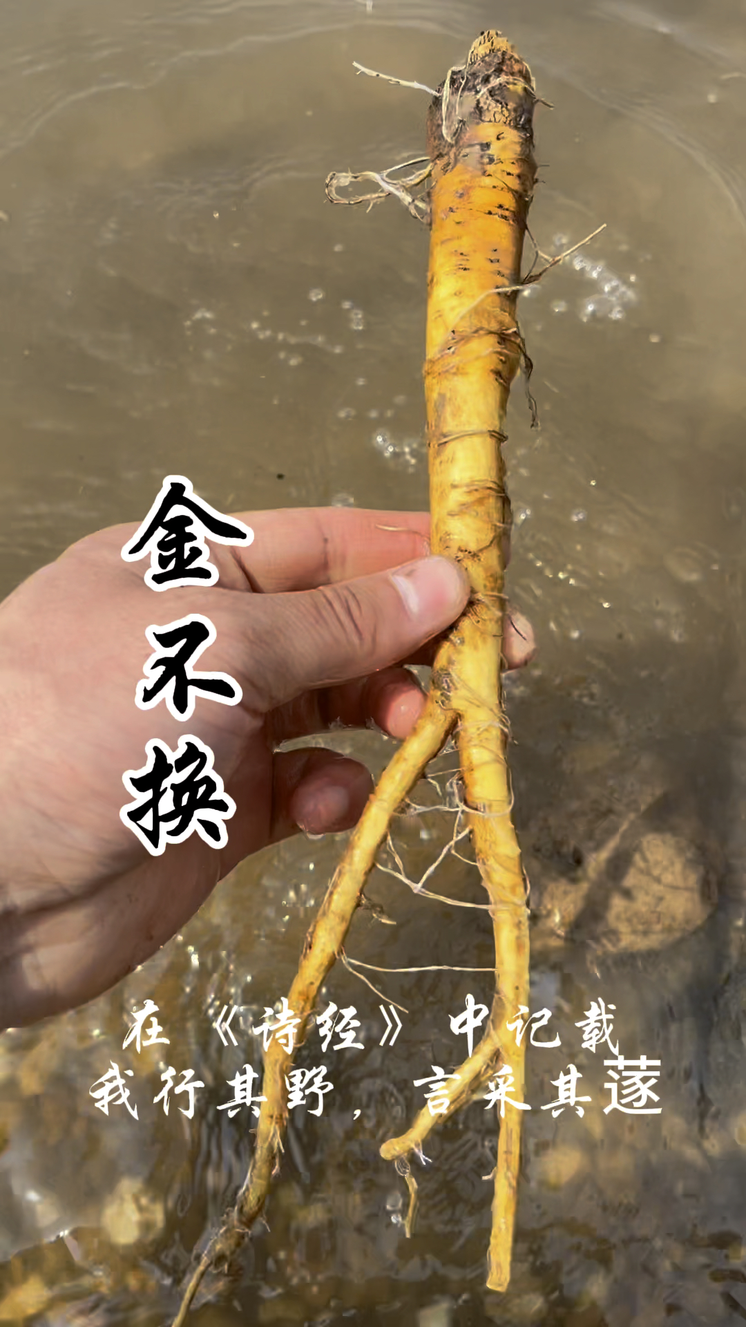 金不换又称羊蹄土大黄为蓼科酸模属多年生草本植物