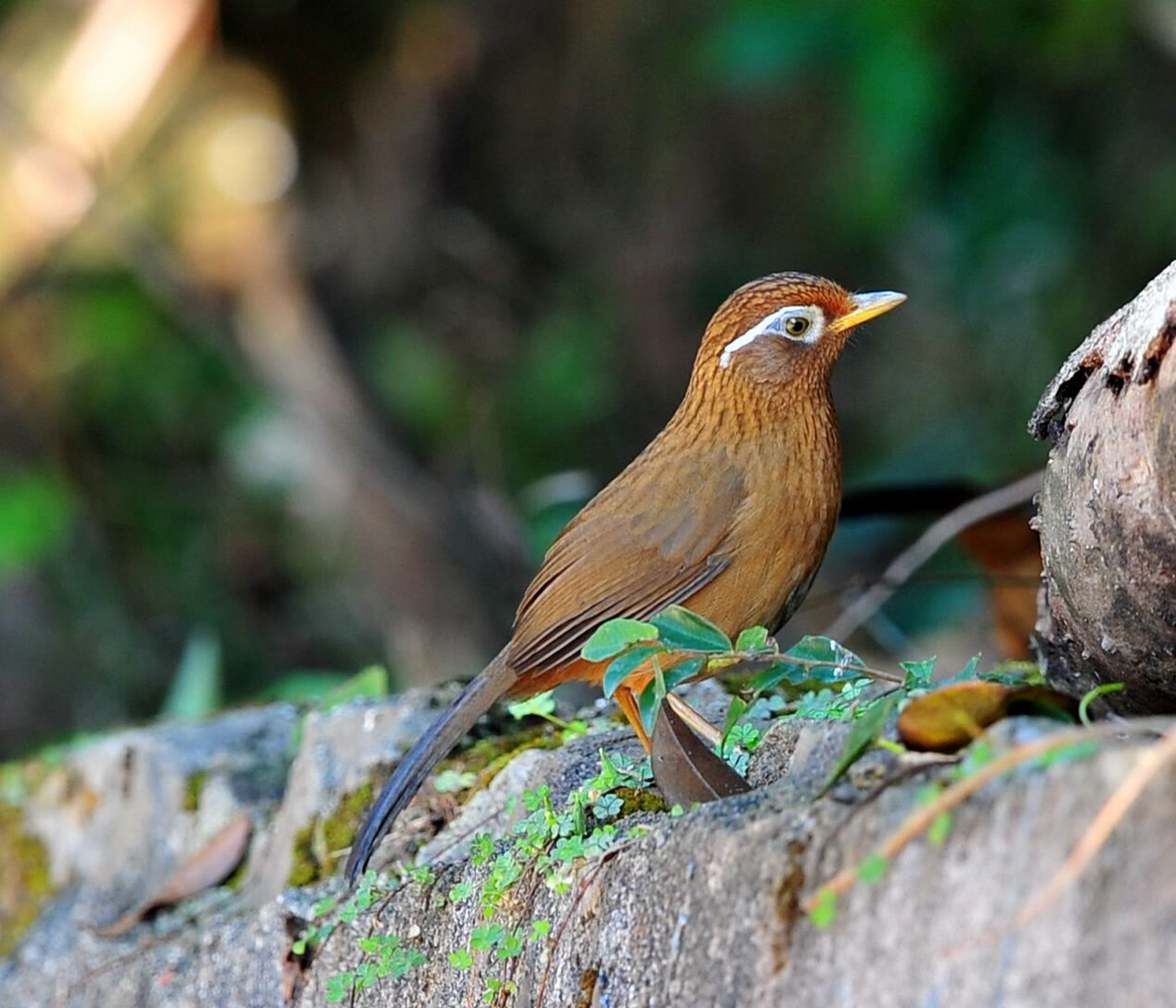 极品画眉鸟图片