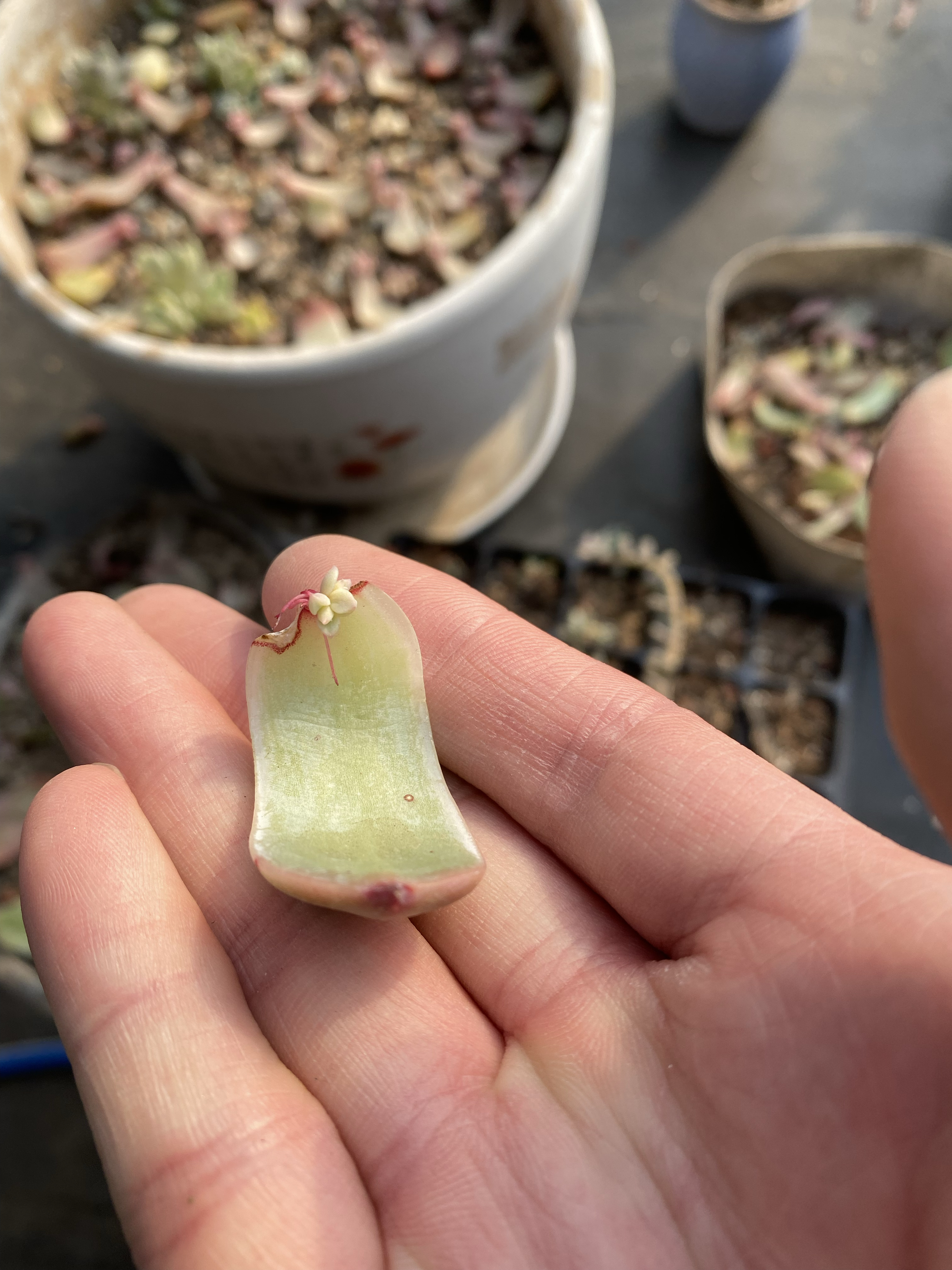 片叶子,本以为不能发芽了,没想到不仅发芽了,而且还是双头#多肉植物