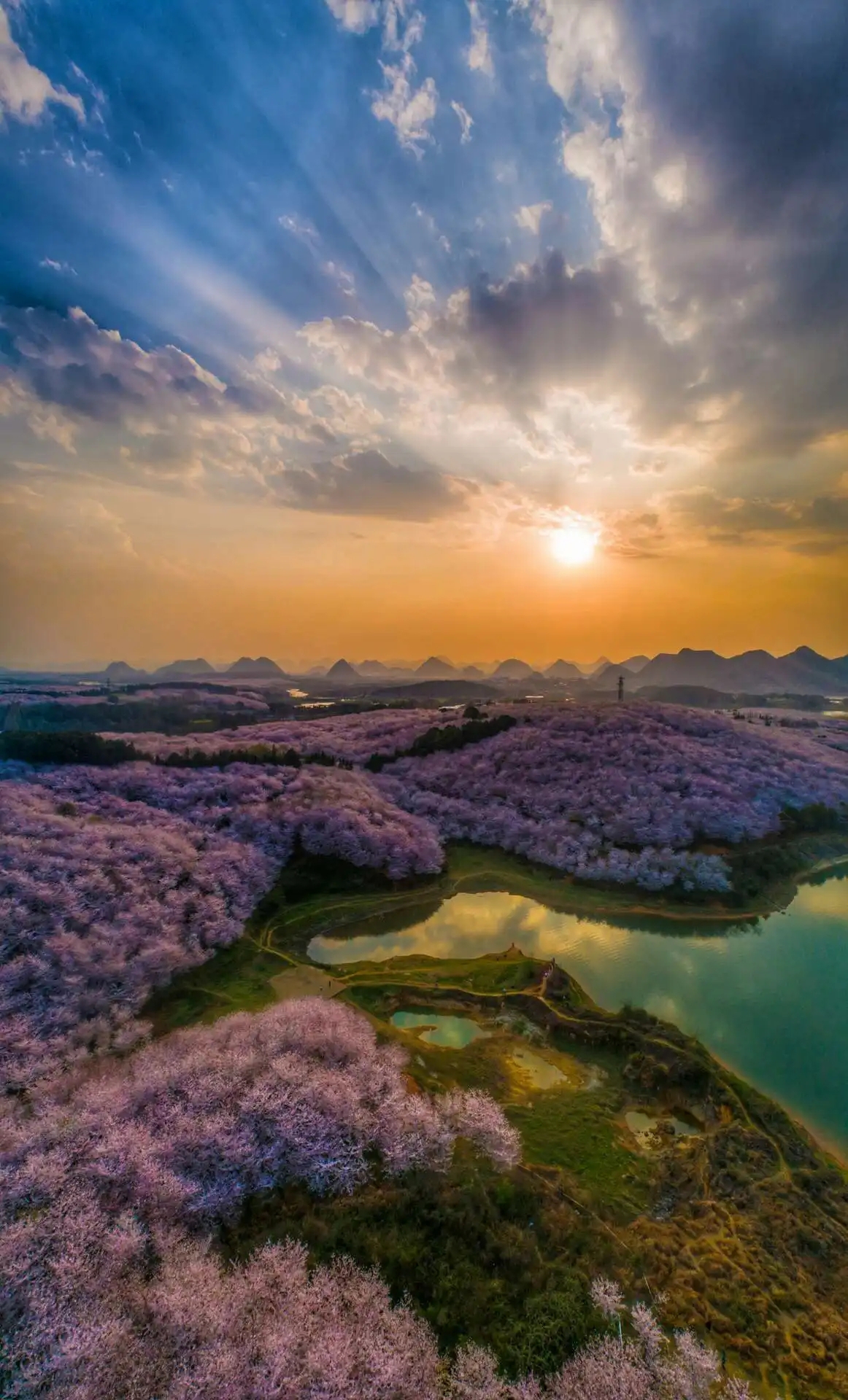 平坝樱花基地图片