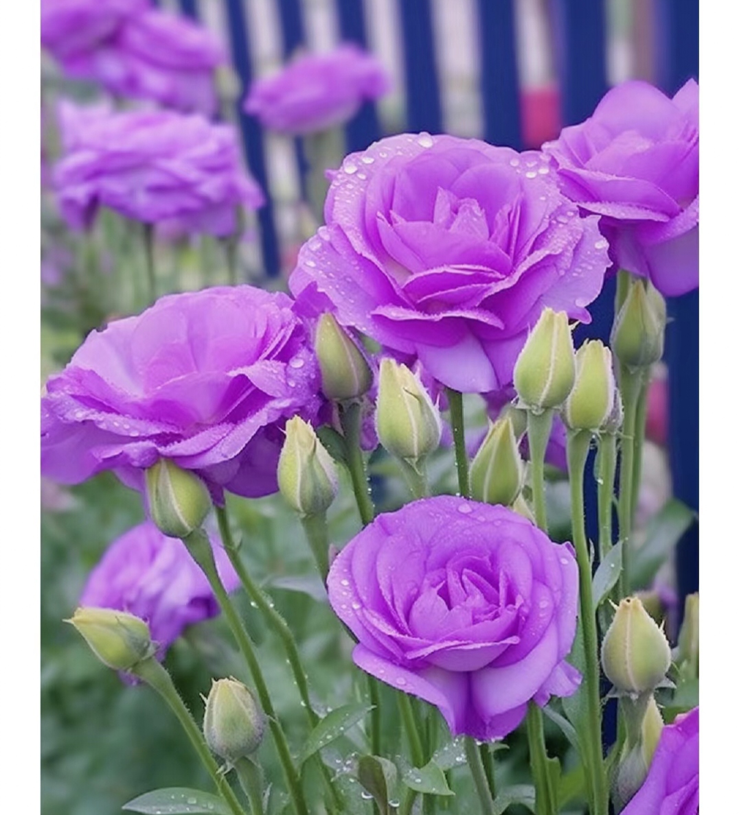 紫色洋桔梗:花语传说与养护小秘诀,让你的生活更添浪漫
