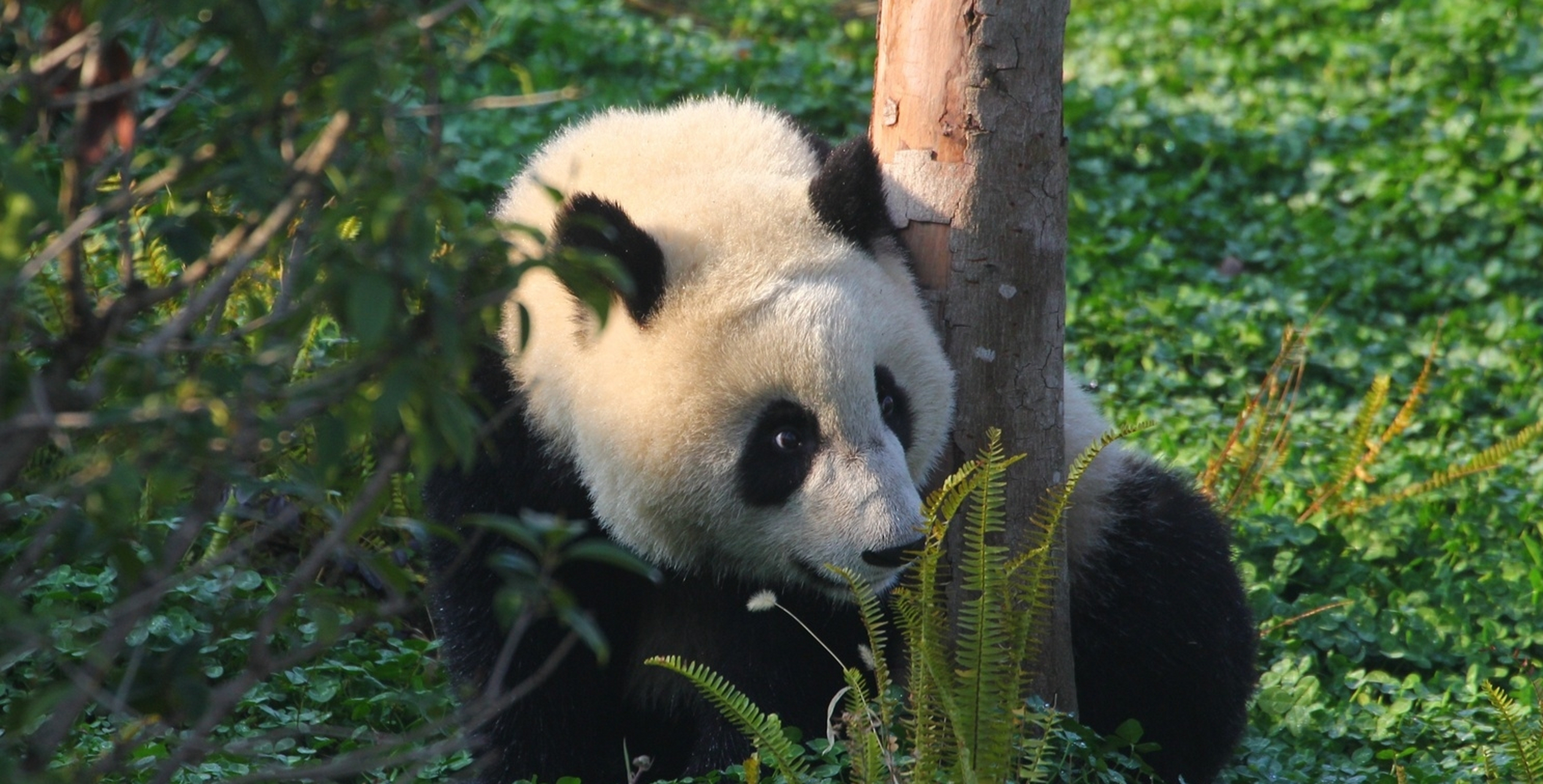 大熊猫家欣, 看起来憨憨的, 真可爱.