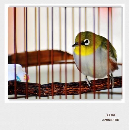 笼中之鸟和林中之鸟