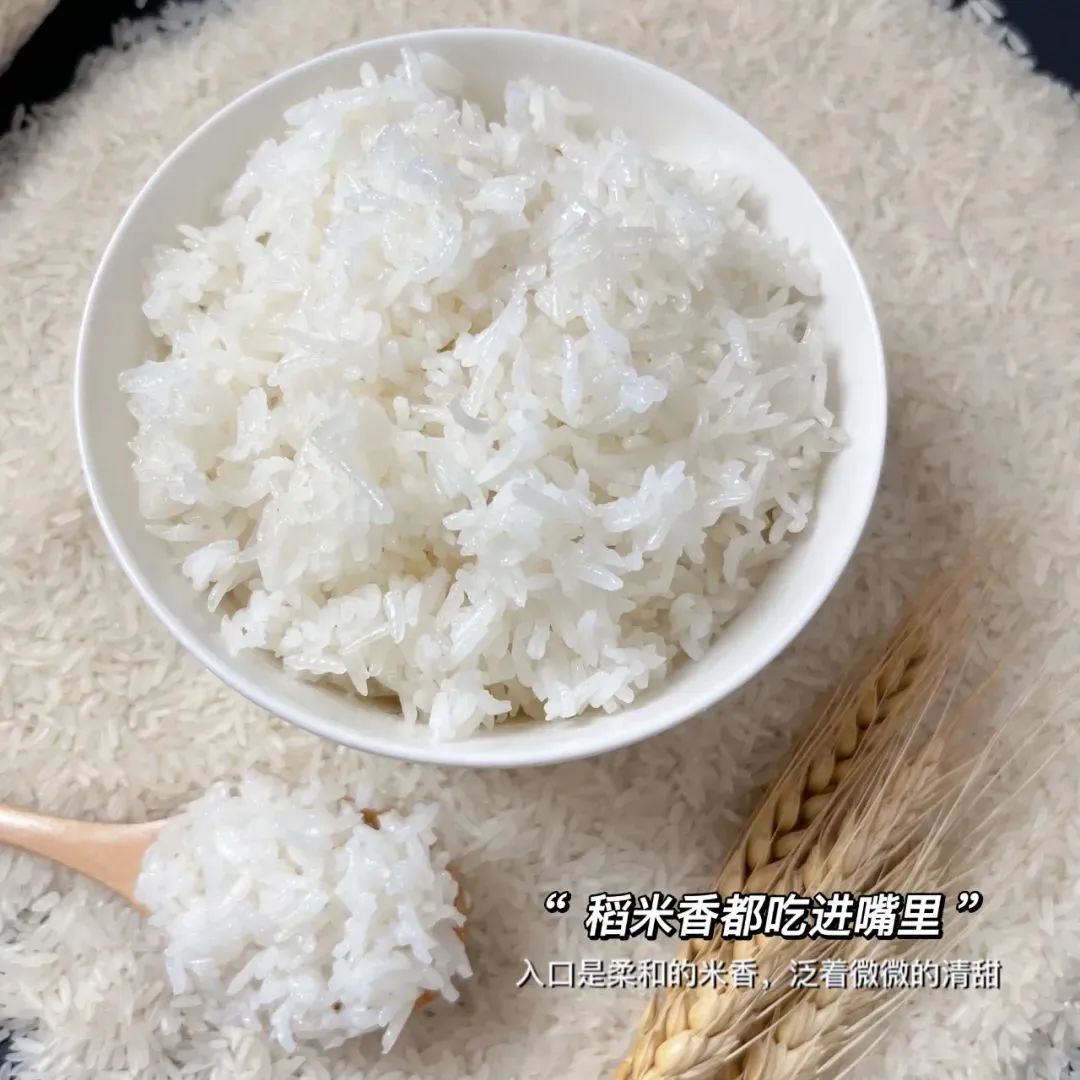 增城鲜丝苗米58元10斤全国发货,当天现碾鲜米,米香更浓郁!