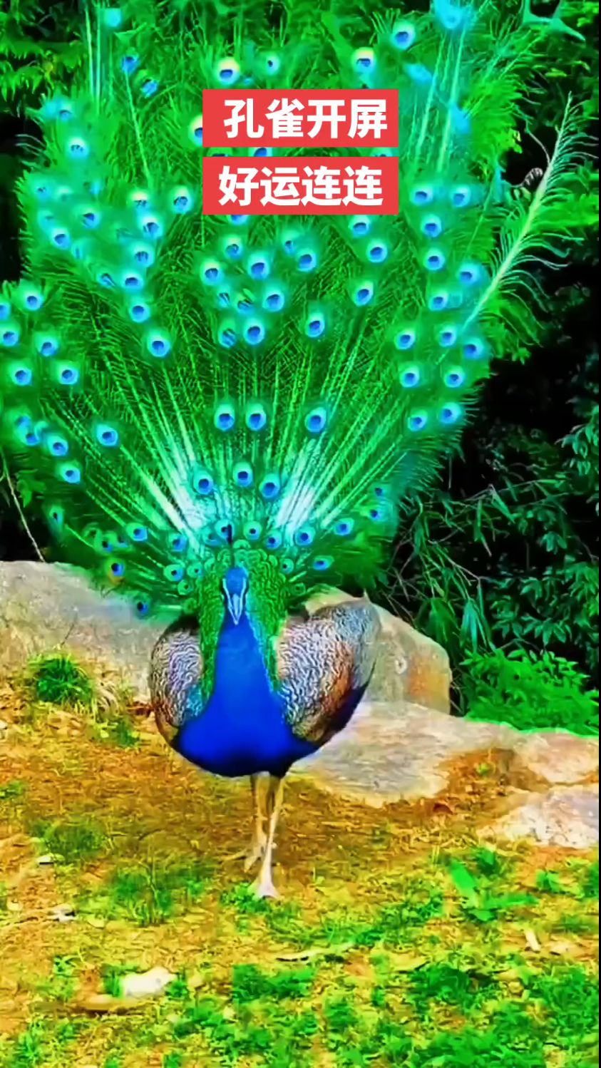 孔雀开屏,五彩缤纷,祝您福寿安康,财源滚滚!