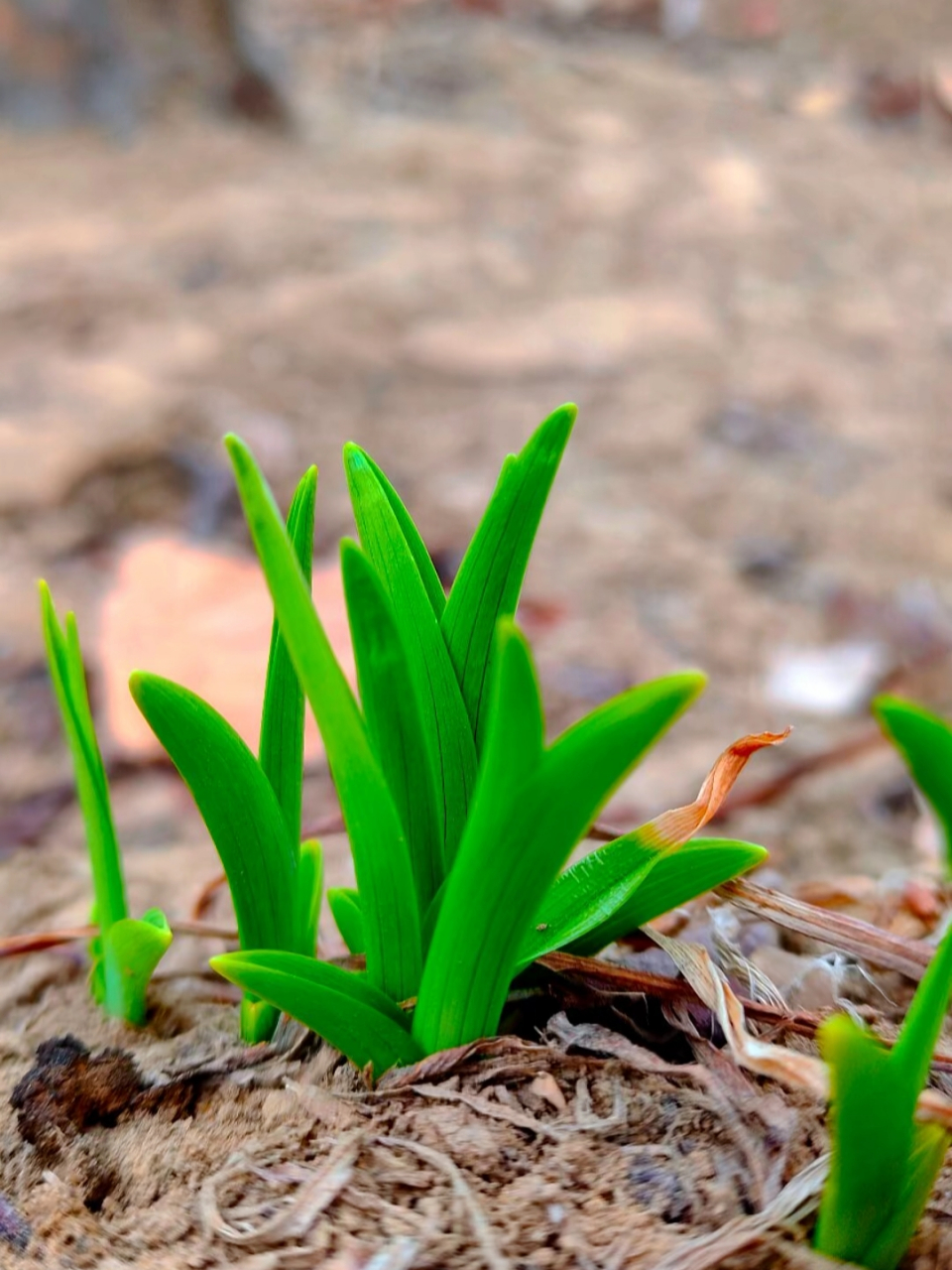 人生就像一颗种子,不管你是否要准备好,总是要发芽的