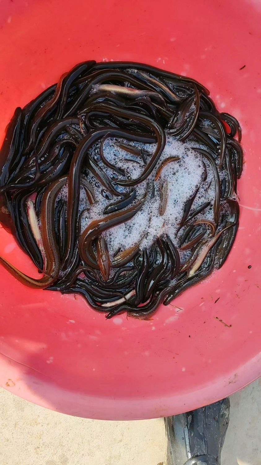 真实户外抓捕黄鳝农村乡村生活