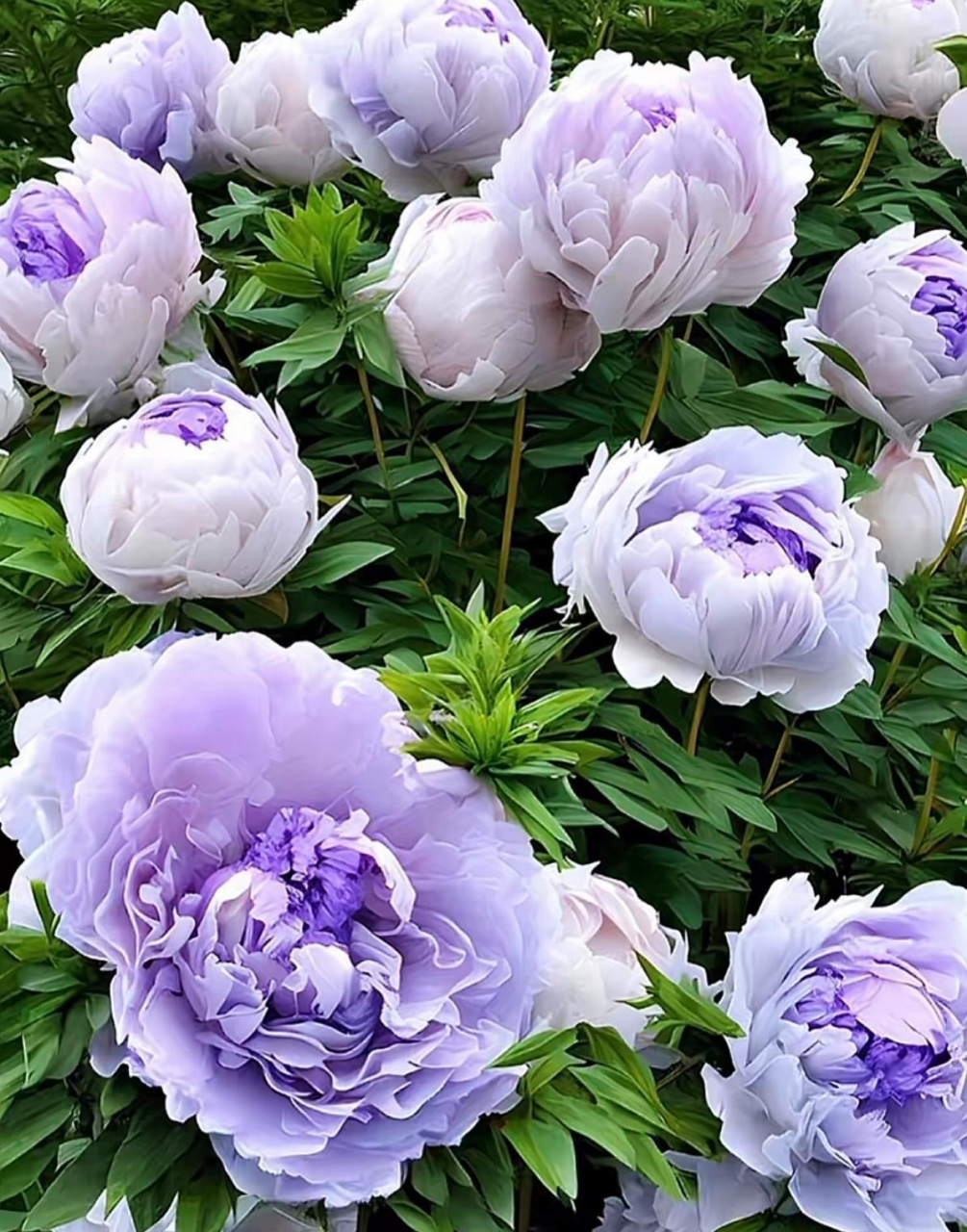 各色牡丹花,就等你来夸. #优质作者榜