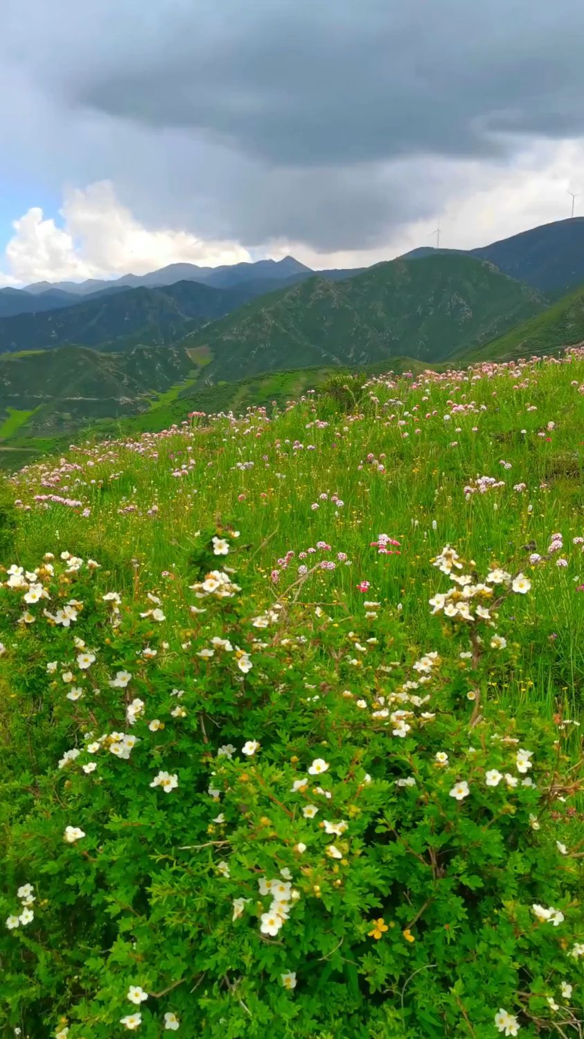 山上的野花开满了整个山头