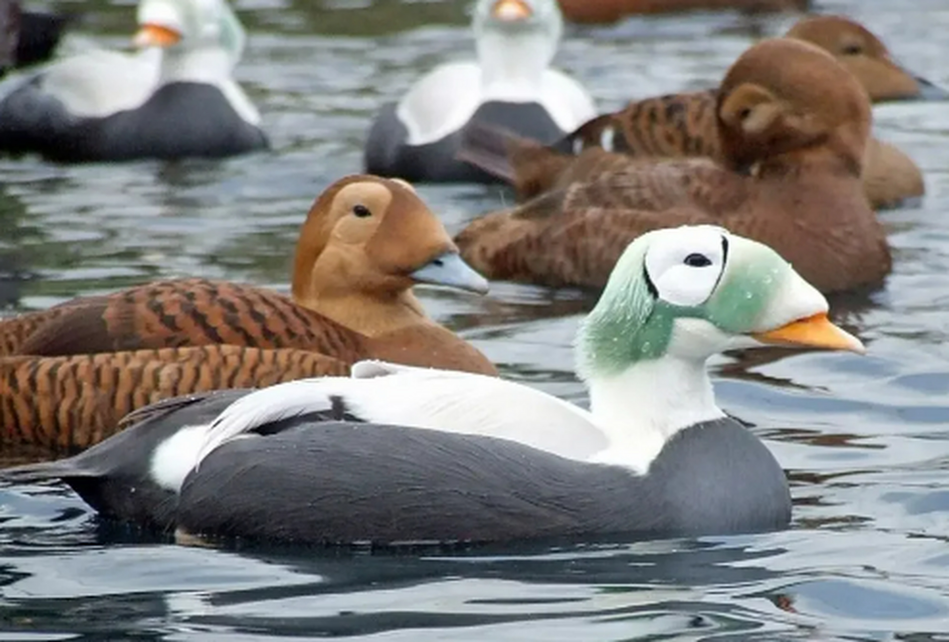 它叫白眶绒鸭 生活在北极圈内苔原滨海地区一 般这么艳丽的都是雄鸭