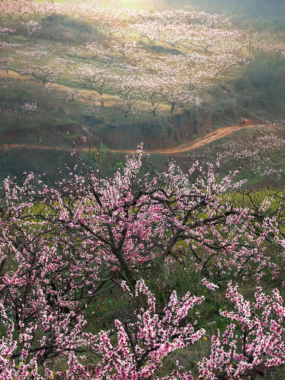 广汉市松林镇桃花山作为传统赏花宝地,从松林镇至水滴岩风景区绵延30