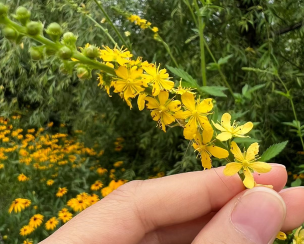 龙芽草,又称仙鹤草,脱力草,有3大作用,农民朋友要了解!