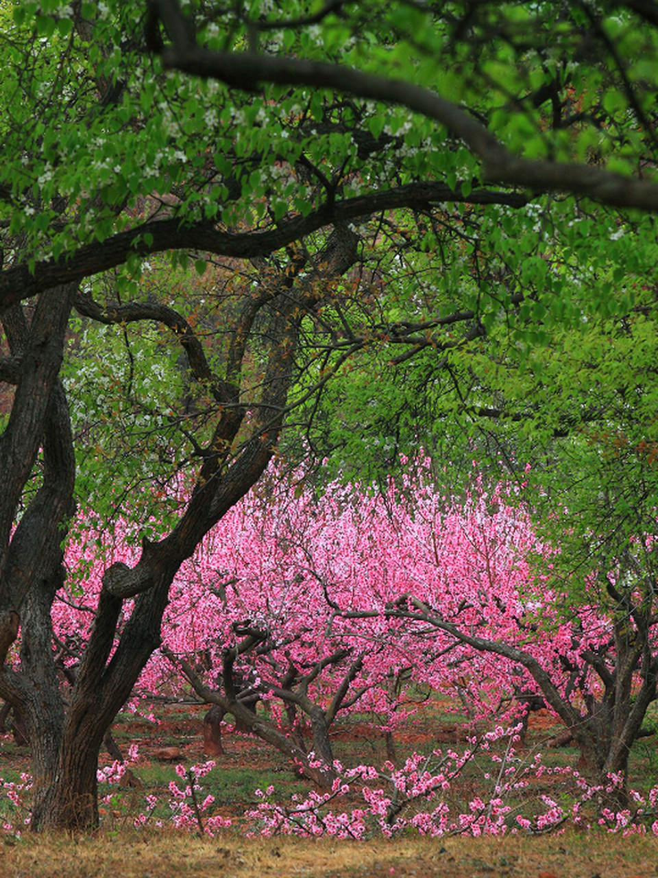 广汉市松林镇桃花山作为传统赏花宝地,从松林镇至水滴岩风景区绵延30