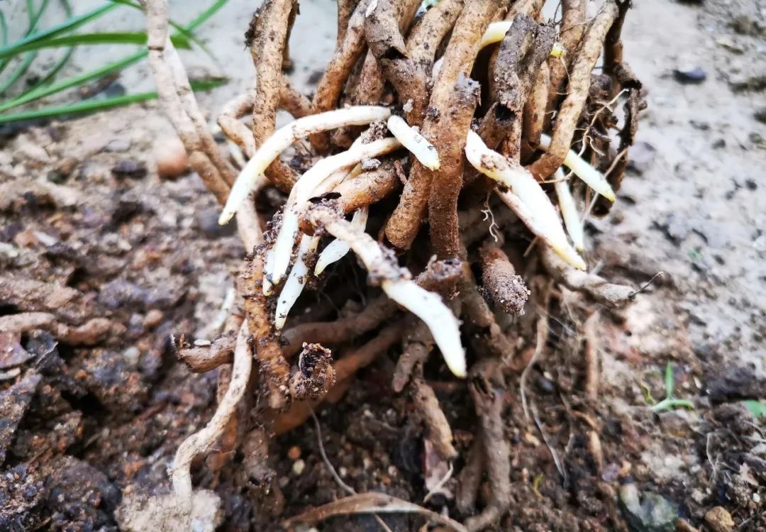 老公养的兰花烂根了,老婆随手一个动作,20天后新根爆满