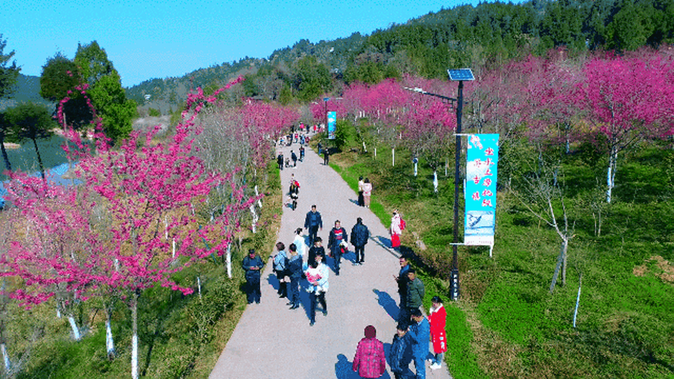 广元樱花大道图片