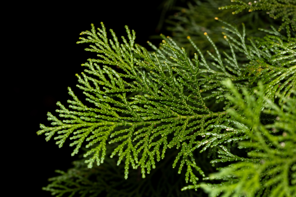 读音辨析:柏是读bo,还是读bai?