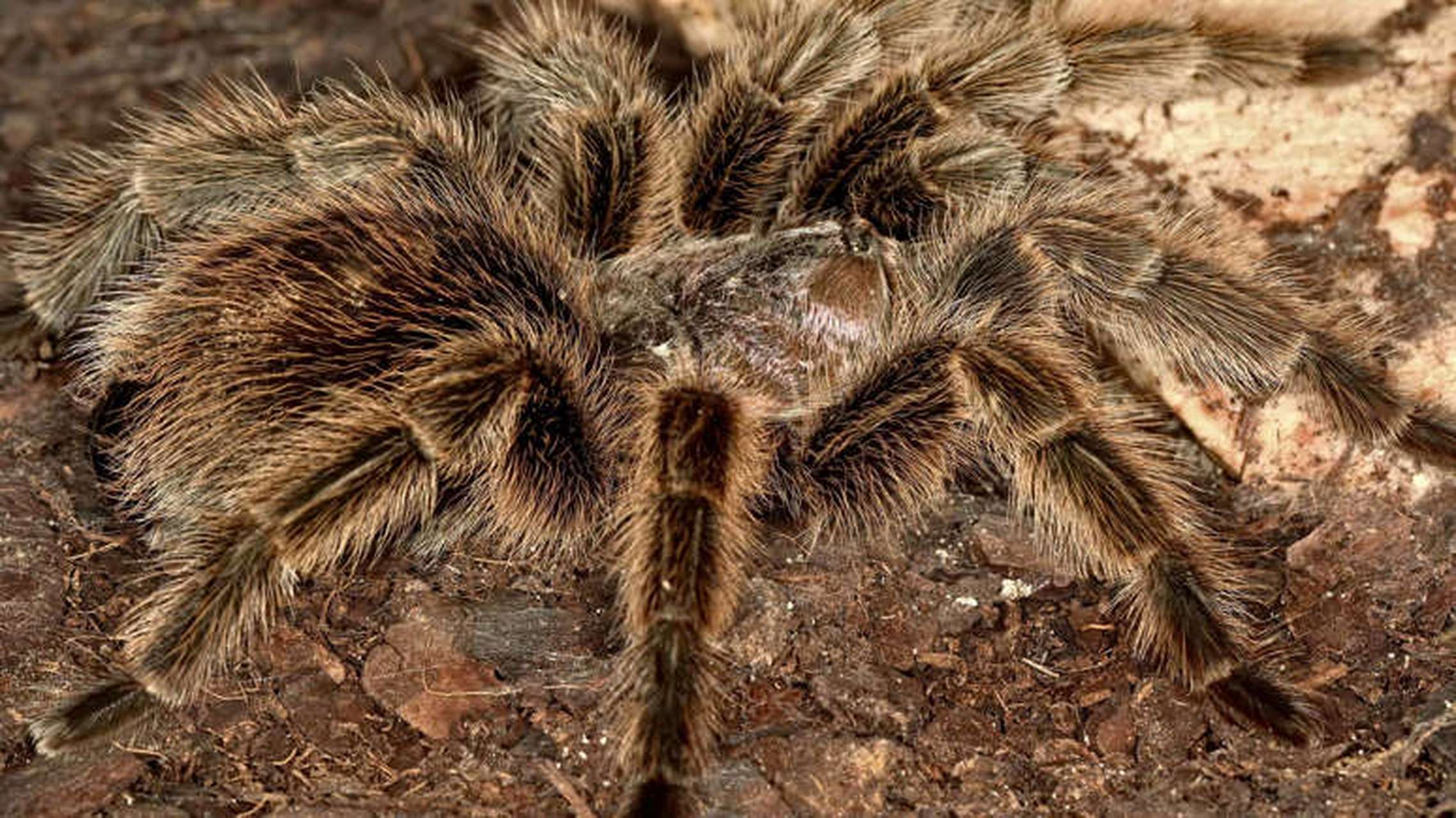 自然界关于蜘蛛的冷知识:世界最大的蜘蛛系列  巴西巨型赤褐狼蛛 