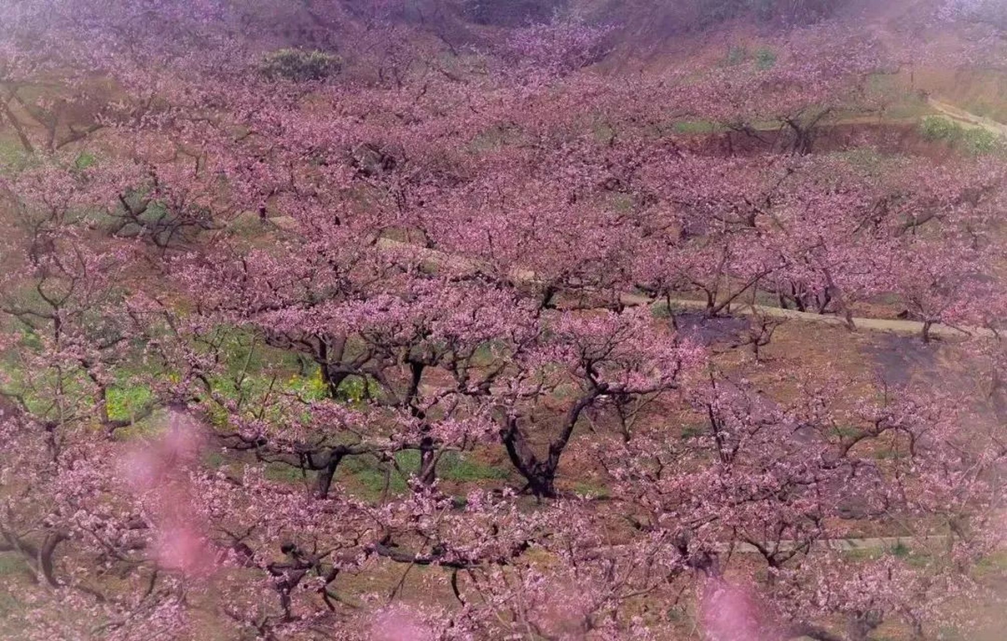 广汉松林桃花景区图片