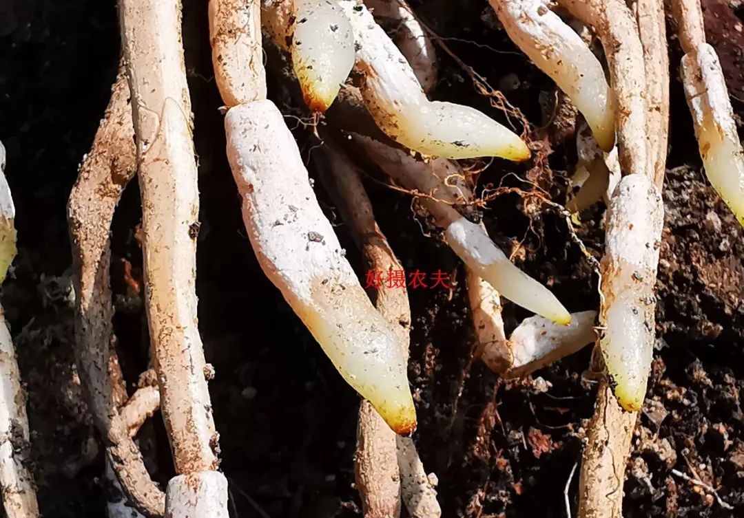 老公养的兰花烂根了,老婆随手一个动作,20天后新根爆满