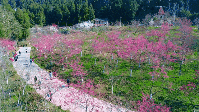 广元樱花谷风景区电话图片