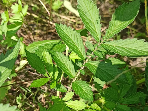 龙芽草,又称仙鹤草,脱力草,有3大作用,农民朋友要了解!
