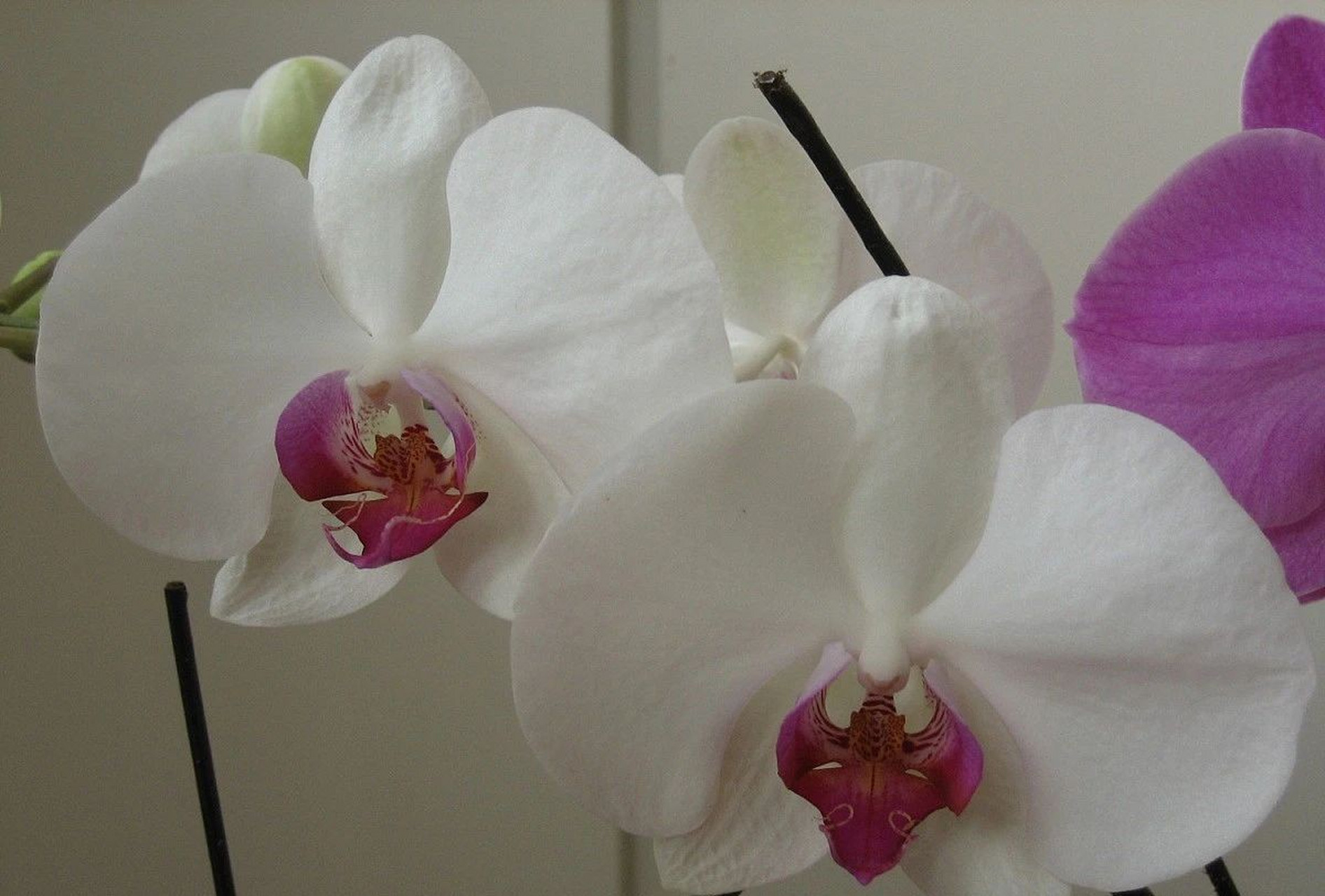 蝴蝶兰是热带兰花,适宜生长温度范围为20～30℃.