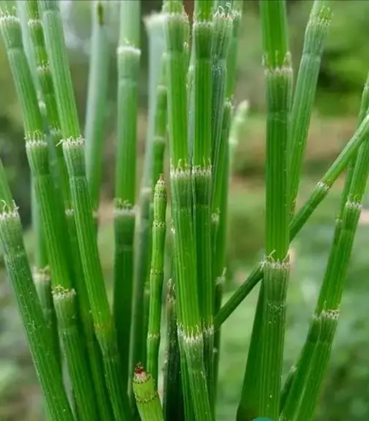 认识一味中药(木贼)