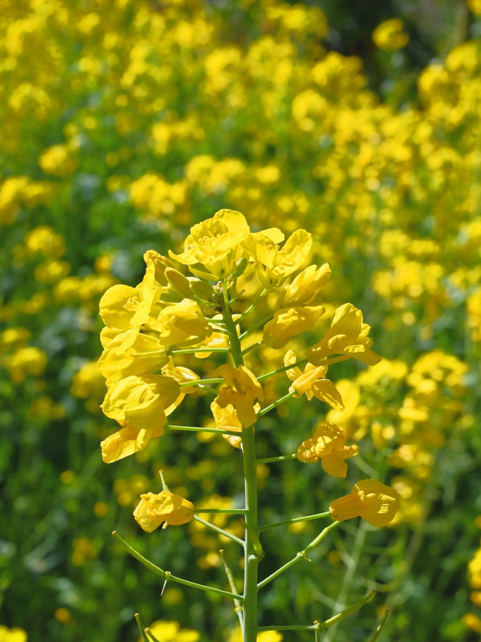 油菜花图片大全画面图片