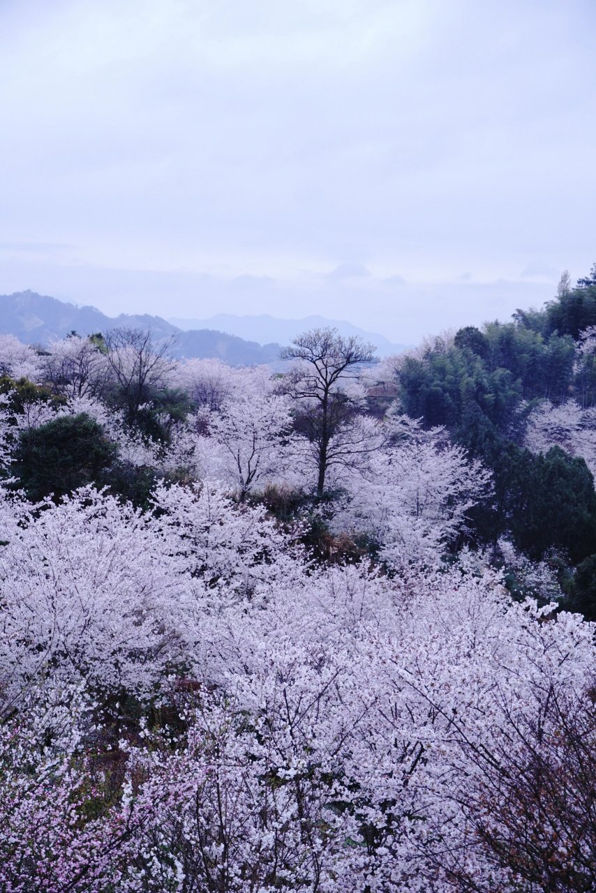 嵊州樱花谷图片