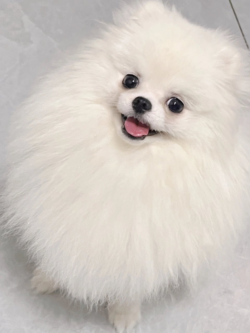 博美真的好喜欢吐舌头  不知道你们有没有注意到,博美真的好喜欢吐