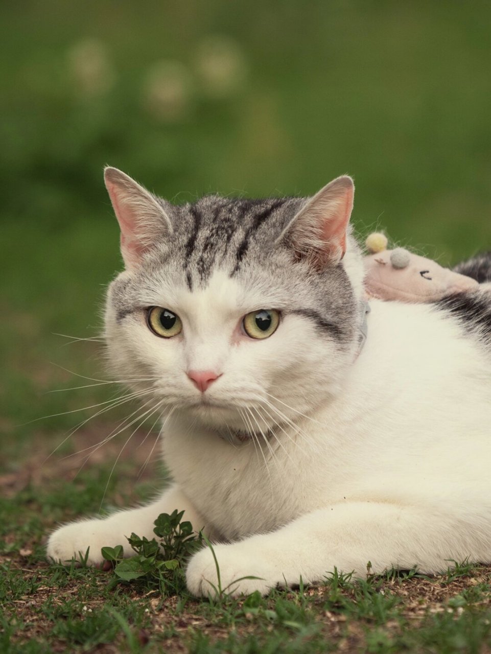 猫照片真实生活照片图片