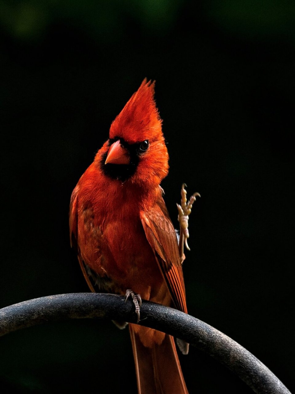 05 北美红雀,这名字听起来就超级酷炫!
