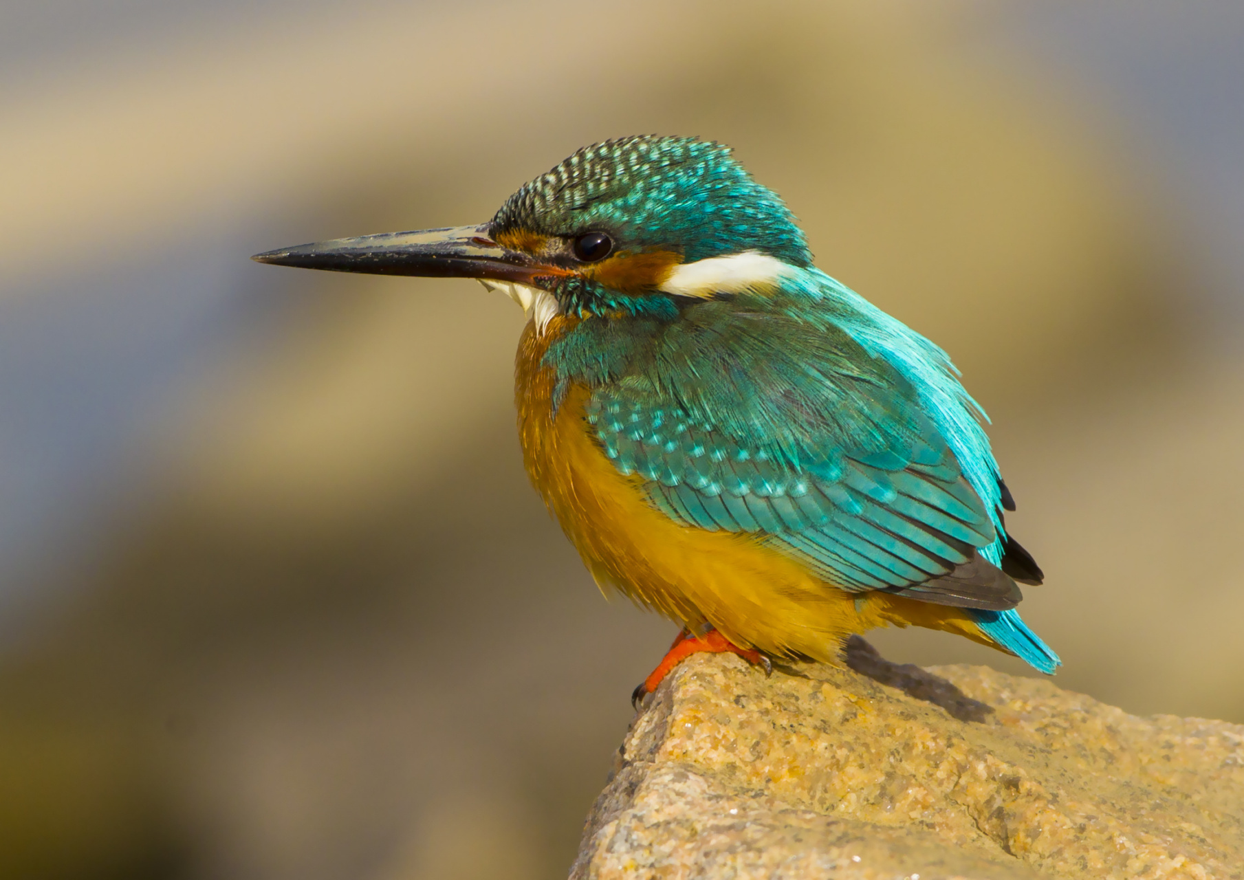 【最美辽宁】魅力盘锦:鸟类图片展#新时代六地辽宁杠杠滴# #振兴新