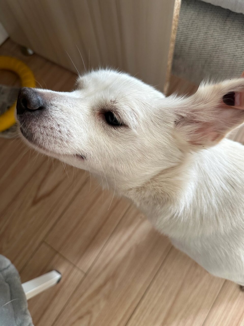 拎耳朵!  谁家的小狗狗这么调皮呀?